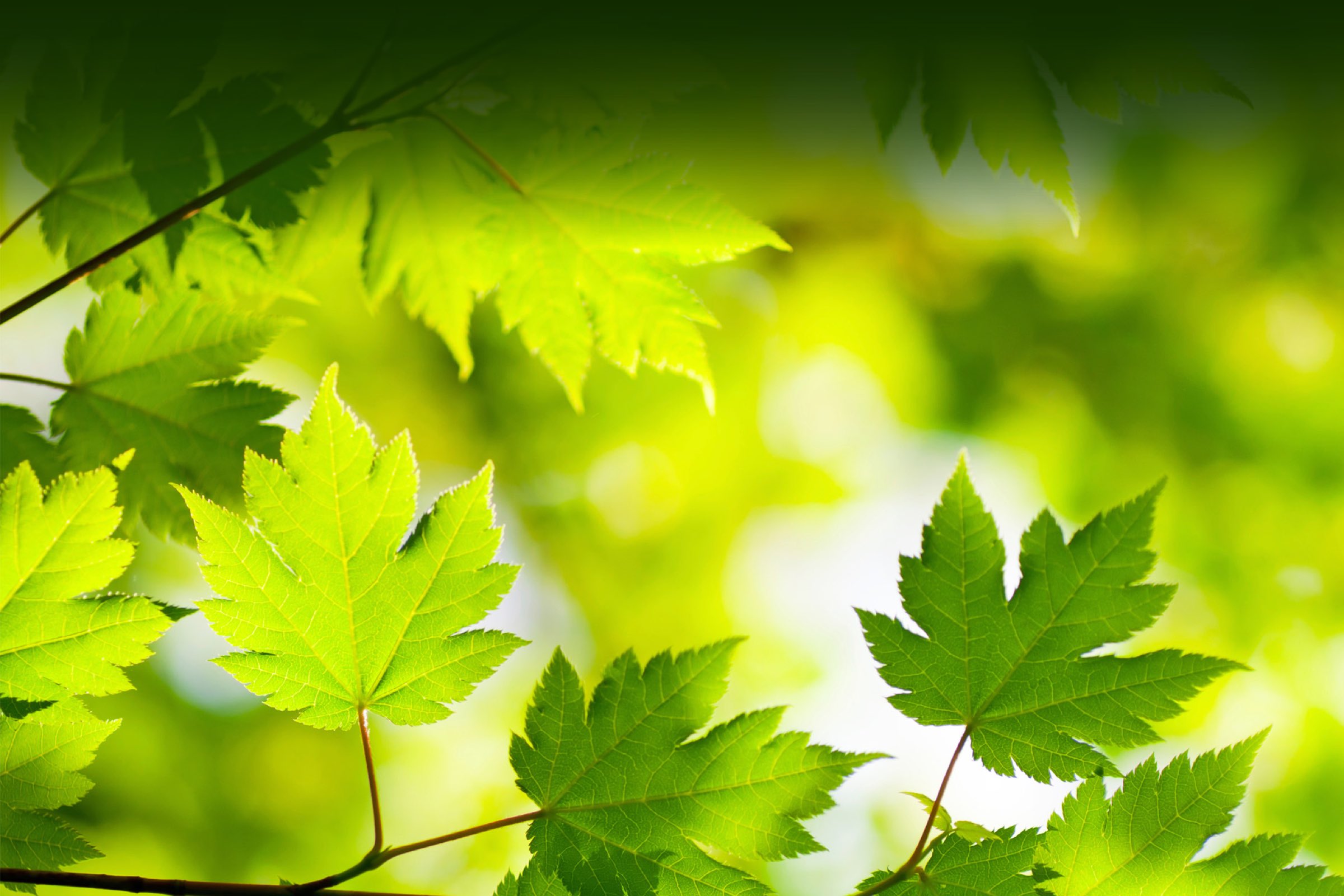 Landscaping by Canadian Colorscapes